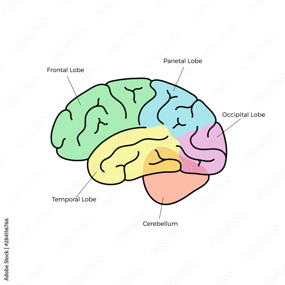 Vetor de Vector illustration of human brain anatomy do Stock | Adobe Stock