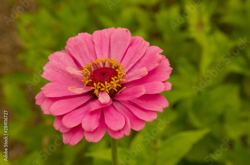 blossom of pink flower, Zinnia © Hakgoo