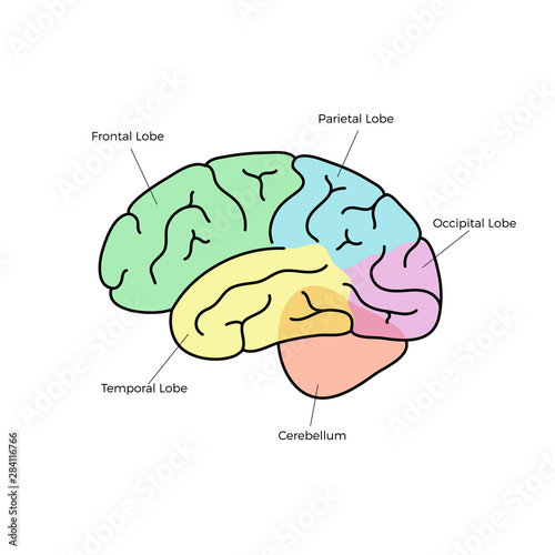 Vector illustration of human brain anatomy 