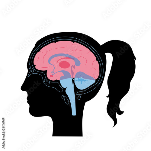 Vector illustration of woman brain anatomy 