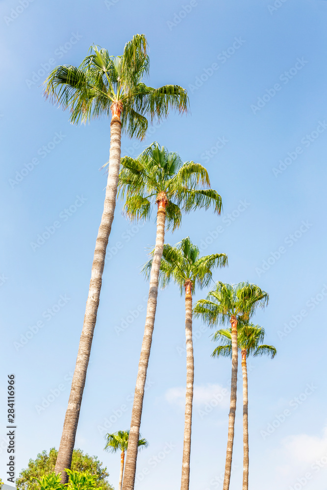 Tall palm trees against the blue sky. Bright sunny day. Vertical. Tall palm trees against the blue sky. Bright sunny day. Vertical.