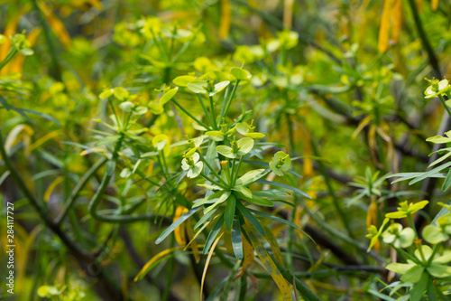 Leaves of Tabaiba salvaje (Euphorbia regis-jubae) closeup. Canary Islands photo
