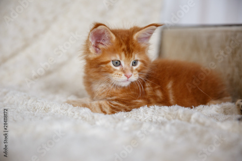 Red-haired Maine Coon kitten at home on the couch