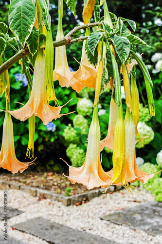 Fleurs brugmansia