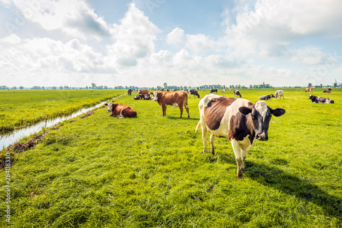 Fotografia, Obraz Grazing and ruminating cows in backlit