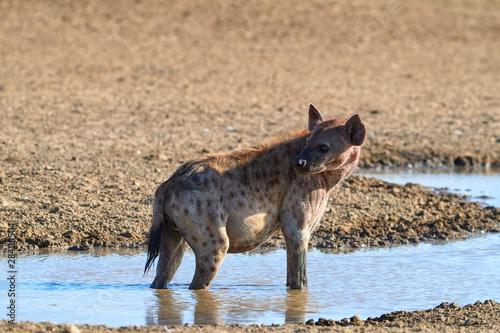 Spotted Hyena, crocuta crocuta standing in the water of the waterhole. Close up, side view. Photo Safari in Kgalagadi transfrontier park, Polentswa, Botswana. photo