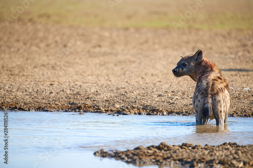 Spotted Hyena, crocuta crocuta standing in the water of the waterhole. Close up, side view. Photo Safari in Kgalagadi transfrontier park, Polentswa, Botswana. photo