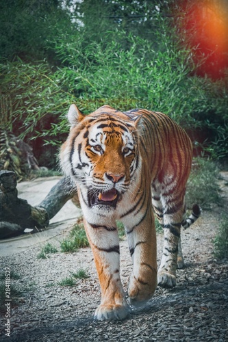 Fototapeta Naklejka Na Ścianę i Meble -  Tiger walking