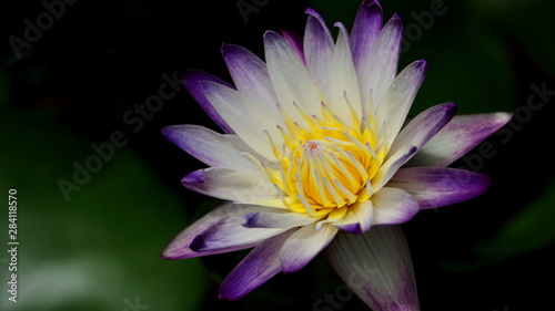 White lotus with purple color on dark background