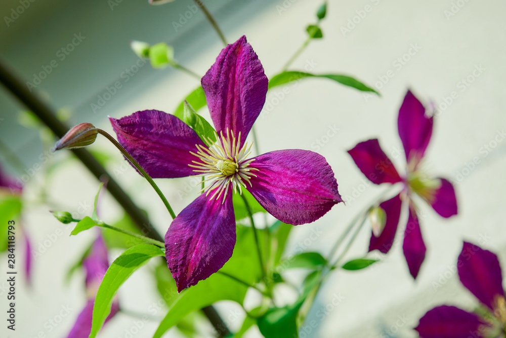 クレマチス ミケリテ Stock Photo Adobe Stock