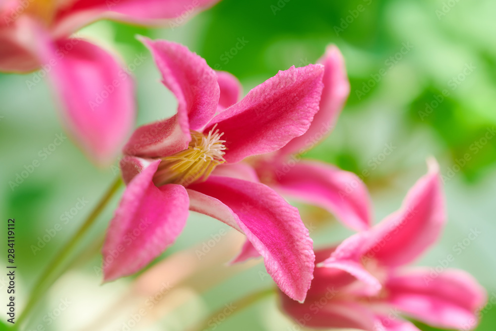 Fototapeta premium クレマチス プリンセス・ダイアナ 