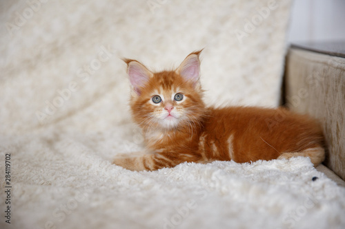 kitty blanket at home. Maine Coon kitten the concept of cute, funny pets