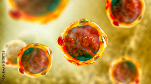 Blastocystis hominis parasite, 3D illustration. The causative agent of diarrheal infections in humans photo