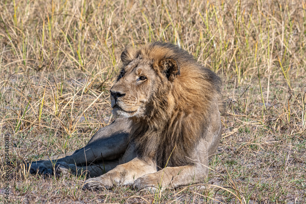Fototapeta premium Lions resting in Okavango