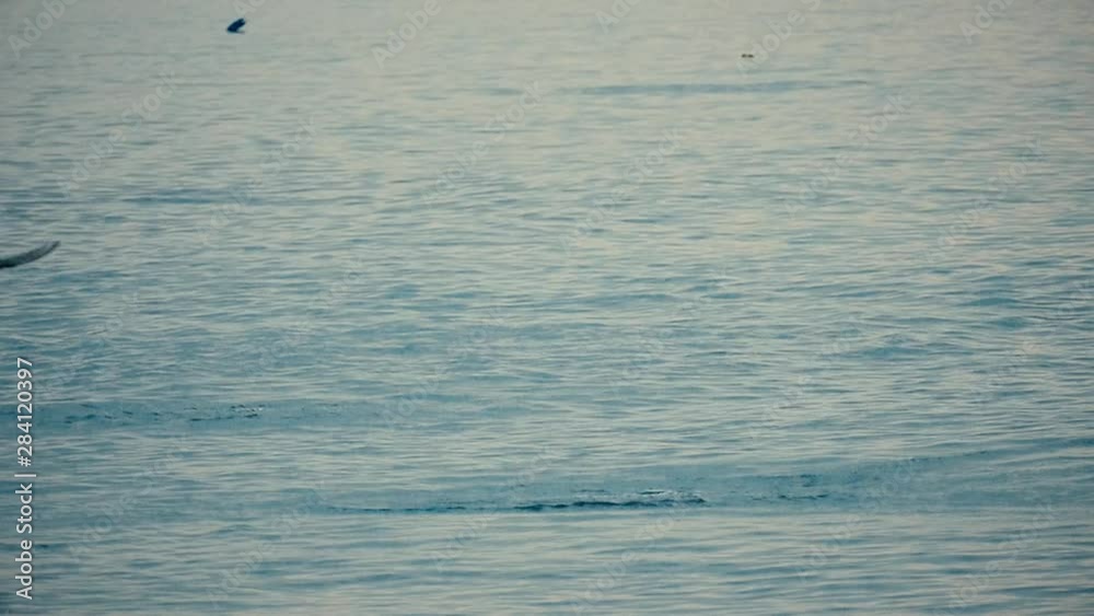 Seagulls and terns dive for fish. Splash of water. Wild nature. Seabirds pattern slow motion. Natural natural background. Seagulls and terns dive for fish. Splash of water. Wild nature. Seabirds pattern slow motion. Natural natural background.