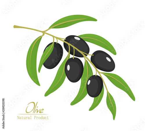 vector illustration of black olives