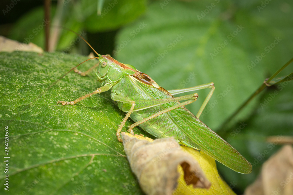 Grande sauterelle verte sur une feuille Grande sauterelle verte sur une feuille