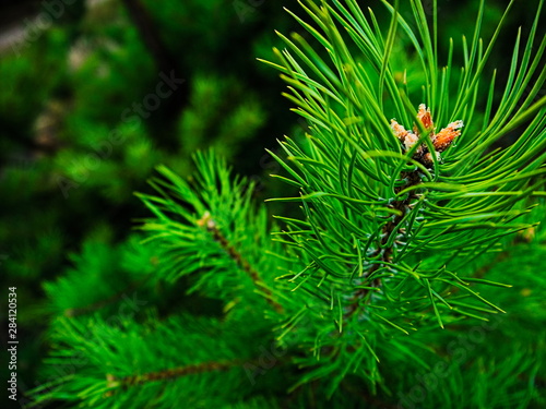 Pine tree close up