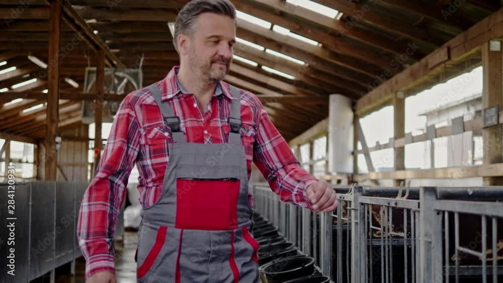 Farmer in a cowshed on a dairy farm. Farmer in a cowshed on a dairy farm.