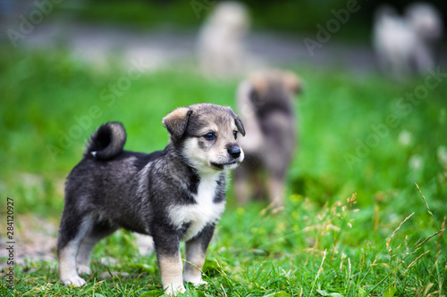 Cute puppy on green grass