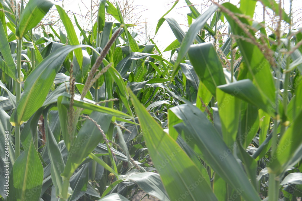 Corn field, ripening crop Corn field, ripening crop