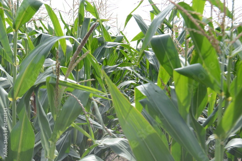 Fototapeta Naklejka Na Ścianę i Meble -  Corn field, ripening crop