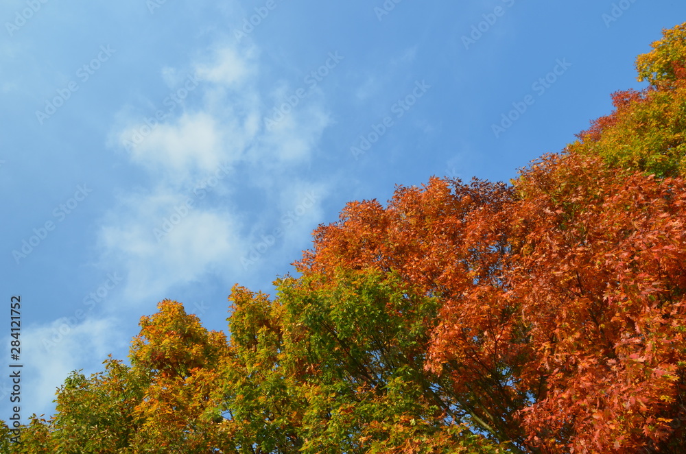 yellow, red, orange and green leaves of oak tree and blue sky with white clouds in autumn  