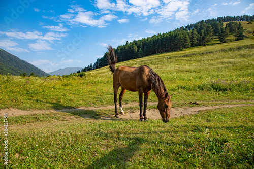 Thoroughbred brown horse grazing on a green Alpine meadow high in the mountains of Omalo Georgia © margo1778