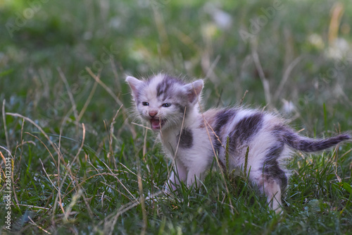 Curious little kitten play in the grass. Little kitty play outside