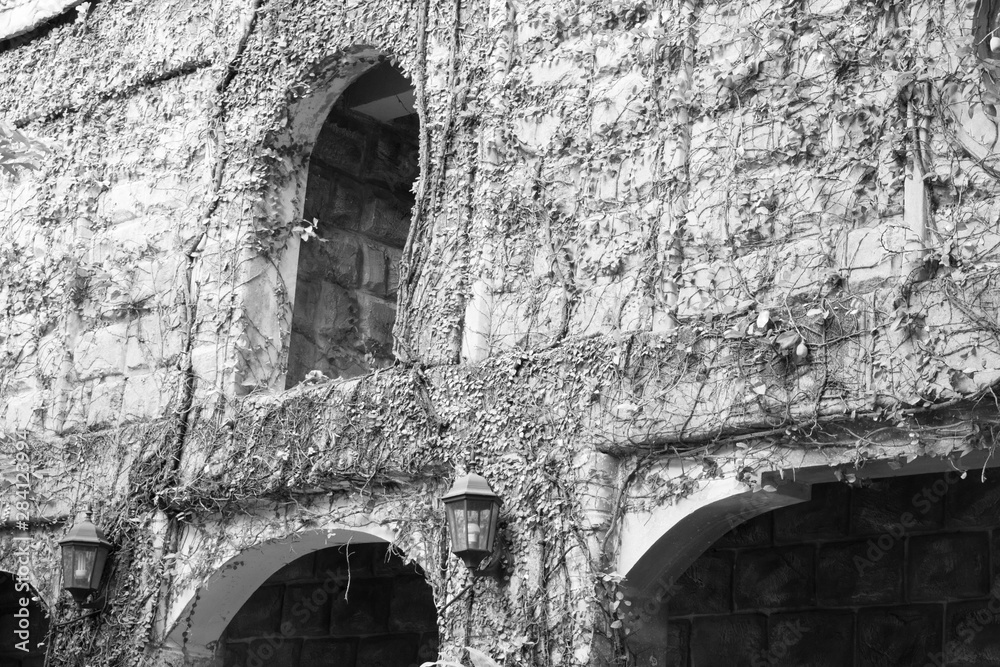 Old castle cover by vines in black and white style Old castle cover by vines in black and white style
