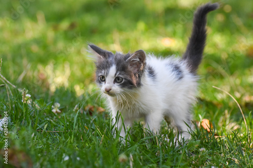 Curious little kitten play in the grass. Little kitty play outside