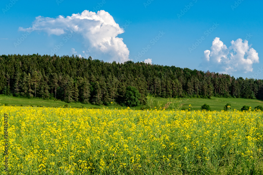Amazing bright colorful spring and summer landscape for wallpaper. Yellow field of flowering rape and forest against blue sky with clouds in Thuringia in Germany. Toxic plants. Copy space.