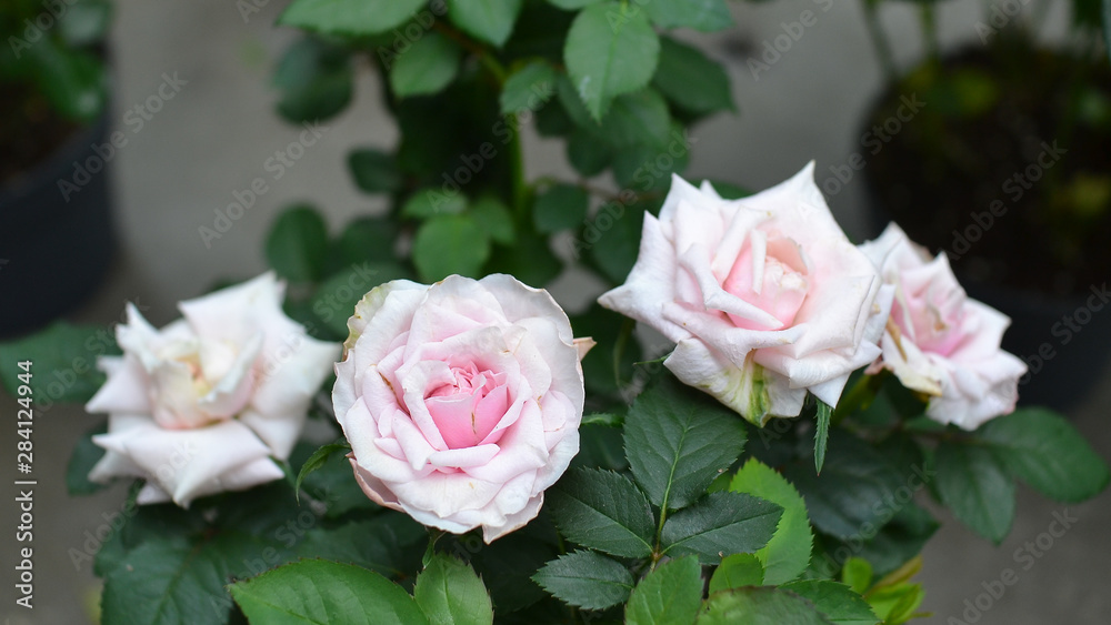 Beautiful pink climbing roses in spring in the garden Beautiful pink climbing roses in spring in the garden