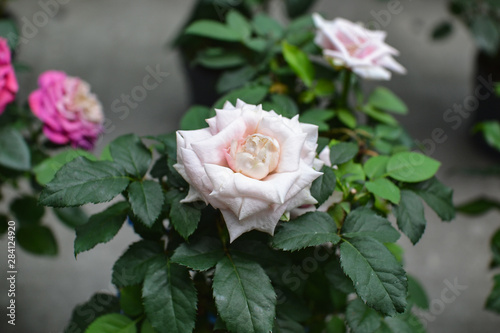 Beautiful pink climbing roses in spring in the garden