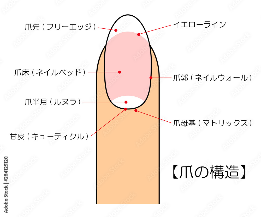 爪は複雑な構造になっていますか? | 爪が伸びる仕組み | 爪の役割 – DEMWSJ