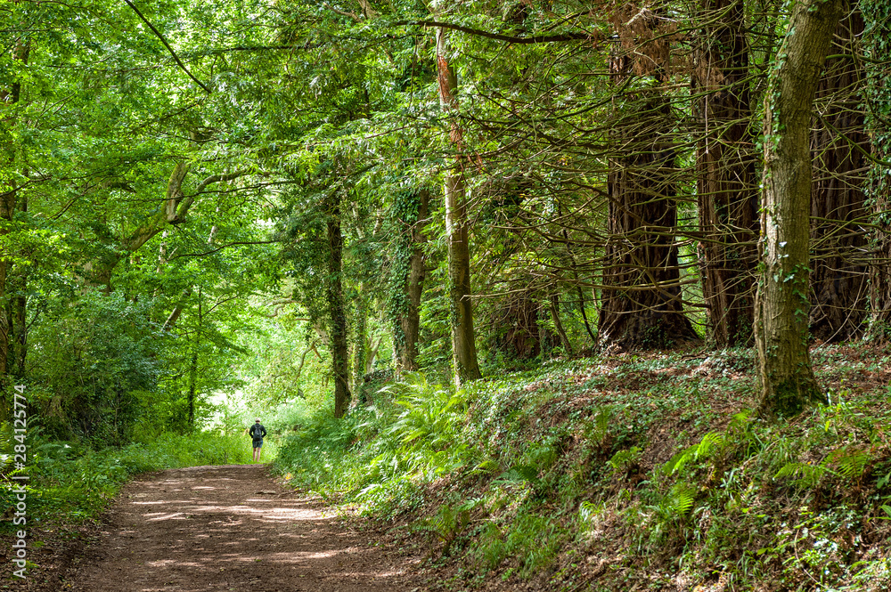 Fototapeta premium Exmoor National Park: Dunster Forest