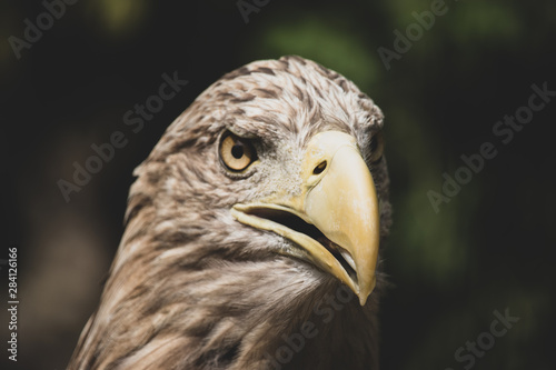 Portrait of eagle