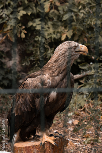 Brown and strong eagle