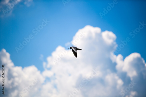 Seagulls flying in the blue sky.