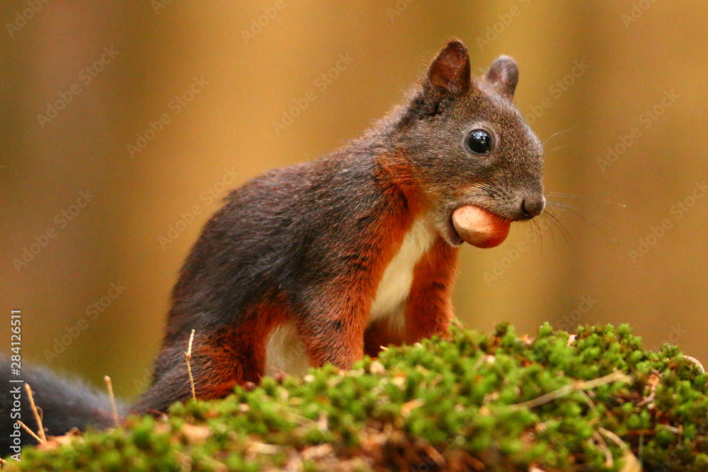 Fototapeta premium Eichhörnchen