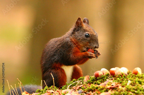 Eichhörnchen