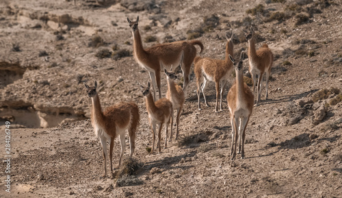 Guanacos  La Pampa  Argentina