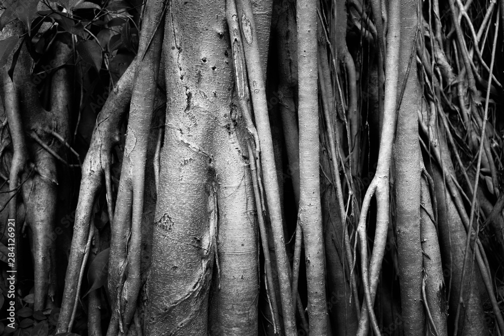 Obraz premium Root trees in black and white tone