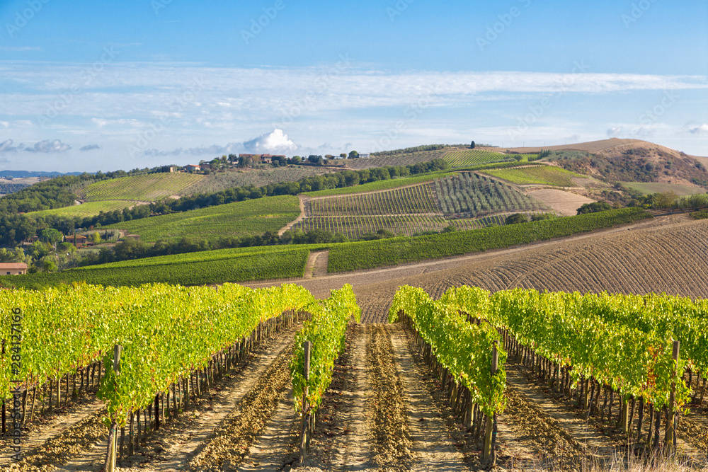 Autumn rural landscape with vineyards in Tuscany, Italy