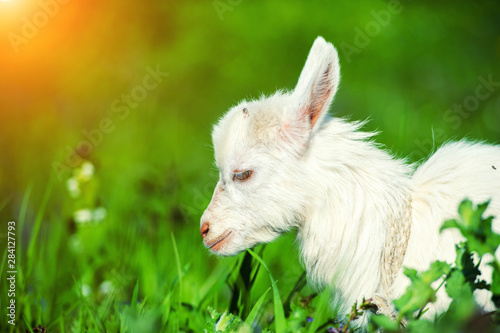White goat on the green summer meadow