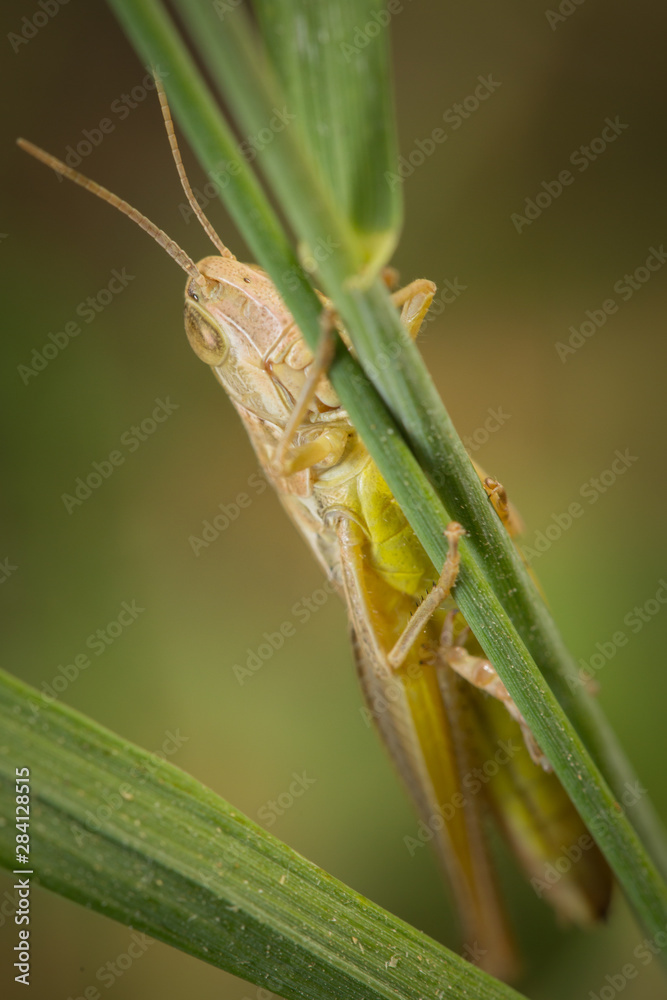 Criquet sur un brin d'herbe Criquet sur un brin d'herbe