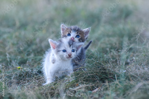 Two little kittens in the green grass. Little kitties play outside