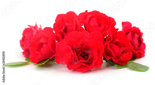 Red beautiful roses.