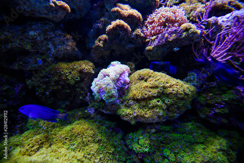 Fototapeta Naklejka Na Ścianę i Meble -  Wonderful and beautiful underwater world with corals and tropical fish.