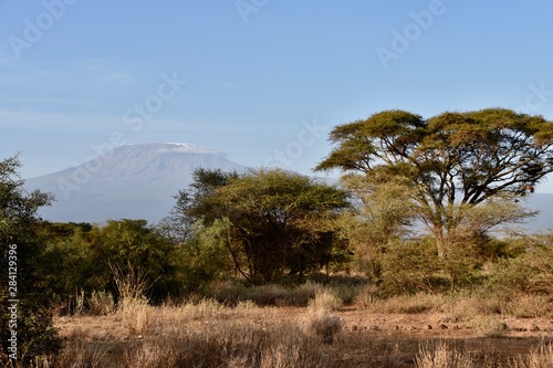 Mount Kilimanjaro  Left  Background  Amboseli  Kenya